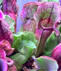 Image result for Sabicea venosa