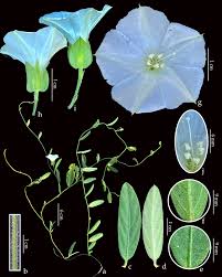 Image result for Aniseia martinicensis