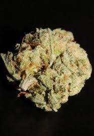 Image result for Cannabaceae