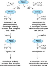 Image result for Cholinergic Toxicity
