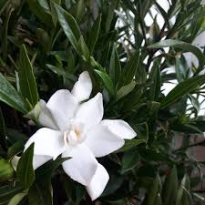 In cooler regions (zones 7), it's best to plant in the spring, as this will ensure that the gardenia has plenty of time to settle in before winter. Gardenia Jasminoides Frostproof Frost Proof Gardenia Uploaded By Aaron193