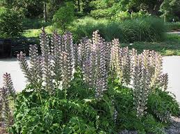 Image result for Acanthus mayaccanus