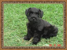 Two female toy schnauzer pups one black and silver and one black white parti akc reg. Snowflake Schnauzers Akc Miniature Schnauzer Puppies Romeo Black Miniature Schnauzer