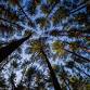 Trees at High Ledges event image