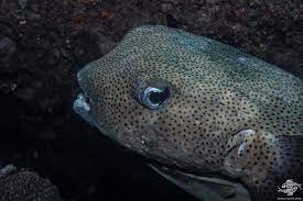 The porcupinefish, in case of danger can inflate itself by swallowing water to deter the potential predator with its larger volume and it can raise its spines. Spot Fin Porcupinefish Facts And Photographs Seaunseen
