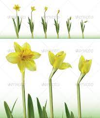 Daffodil Time Lapse Daffodils Daffodil Flower Growing Flowers