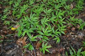 Image result for Oplismenus undulatifolius