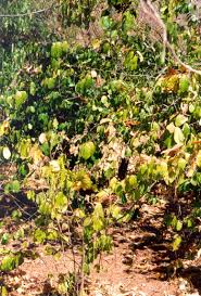 Image result for Uvaria angolensis