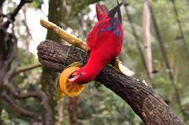 Complete info about it can be read here. Can Parrots Eat Oranges Nutritional Value Do S And Don Ts Beak Craze