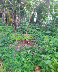 Image result for Cylicomorpha parviflora