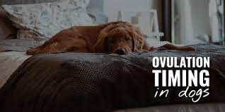 How do you know how many eggs you have released during ovulation? Ovulation Timing In Dogs Duration Hormones Calculators Faq