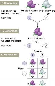 Law Of Segregation Purple Flowers White Flowers Flowers