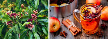 Cloves are one of the highly prized spices, widely recognized all over the world for their medicinal and culinary qualities. Top Holiday Drinks With Cloves That You Can Make From Home