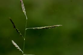 Image result for Eriochloa procera