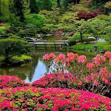 Azaleas In Bloom Seattle Japanese Garden Seattle Japanese Garden Japanese Garden Asian Garden