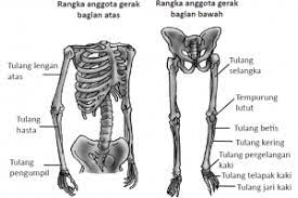 Struktur telinga manusia, mekanisme mendengar, kelainan dan cara menjaga kesehatan telinga. Sistem Gerak Pada Manusia Pengertian Fungsi Komponen