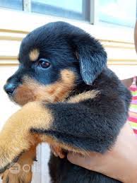 We collected up to 39 ads from hundreds of classified sites for you! Rottweiler Puppy For Sale Rottweiler Dogs Puppie Price In Lagos Mainland Nigeria Olist