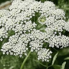 Ammi Majus Queen Anne S Lace Wildflower Seed Ammi Annes Lace Majus Queen Seed Wildflower Wildflower Seeds Queen Annes Lace Wild Flowers