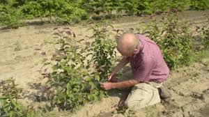 With brilliant red leaves and a small stature, the japanese red maple is an excellent tree. Budding Fruit Trees Youtube