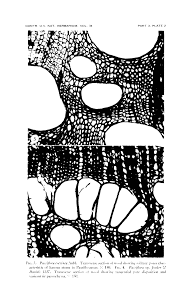 Image result for Paropsia brazzeana