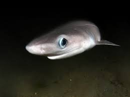 Image source bigelow and schroeder (1948) fnwa. Scientists Captured Footage Of The Mysterious Bluntnose Sixgill Shark