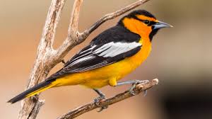 He had created his own version of the cartoon bird and was preparing a logo proposal to send to the orioles front office. Baltimore Bullock S Orioles Will Retain Separate Identities Cornell Chronicle