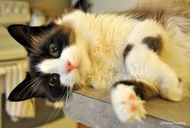 Surety bonds and insurance coverage serve different purposes. Why Your Pet Sitter Should Be Insured And Bonded Purrfect Pet Sitting Llc East Greenbush Ny