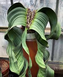 Image result for Elaphoglossum welwitschii