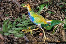 Image result for Melhania virescens