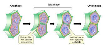In plant cells, golgi vesicles coalesce at the former metaphase plate, forming a phragmoplast. Cytokinesis Proteins Research Tools Creative Biomart Creative Biomart