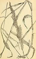 Image result for Panicum carneovaginatum