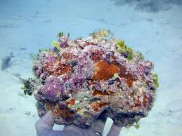 Ask questions, and admire ocean beauty. Aquacultured Live Rock Kp Aquatics