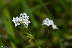 Image result for Galium simense