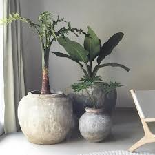 It S An Aroid Pot Party Alocasia Portei Thaumatophyllum Mello Barretoanum Dieffenbachia Giant Aroid Aroidaddi Indoor Plant Pots Plant Design Plants