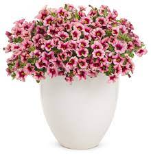 They have been extensively tested and trialed to ensure top performance for your gardens. Superbells Strawberry Punch Calibrachoa Hybrid Hanging Plants Calibrachoa Plant Amazing Flowers