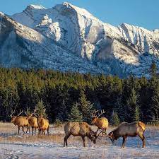 Maybe you would like to learn more about one of these? Rv Camping In Denali National Park Cruise America