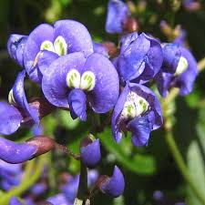 Image result for Hardenbergia comptoniana