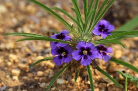 Image result for Aptosimum