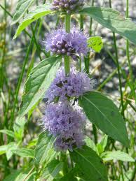 Field Mint Mentha Arvensis