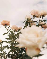 Studio Jasmine Amazing Gardens Flower Aesthetic Flowers
