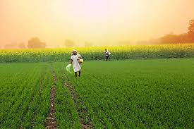 Agriculture: The Real Culture of India