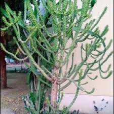 Desert cacti live in arid regions that get very little precipitation. Pdf Health Benefits Of Cactus Annals Of Phytomedicine An International Journal Http Www Ukaazpublications Com Publications Index Php