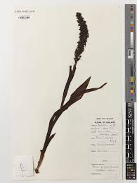 Image result for Disa hircicornis