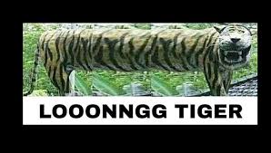 Seorang manusia yang asalnya seorang pemuda bernama zulkifli ahmad. Long Tiger Fan Home Facebook