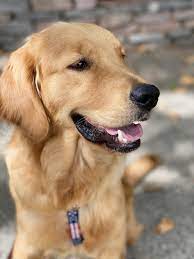 60% of golden retrievers are impacted by cancer Pin By Kiara Almoguer On Perros Golden Retriever In 2021 Old Golden Retriever Golden Retriever Dogs Golden Retriever