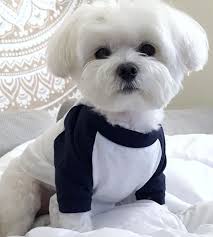 Little boy haircuts are always amazingly adorable and cute. Bichon Maltese Haircut Novocom Top