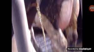We did not find results for: Une Vache Qui Pisse Youtube