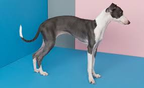 Where are italian greyhounds from? Italian Greyhound Breed Information Guide Quirks Pictures Personality Facts Barkpost