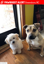 Lost Female Dog In Greensboro Nc 27406 Named Roxy Id 5152792 Pawboost