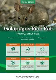 Galapagos Rice Rat